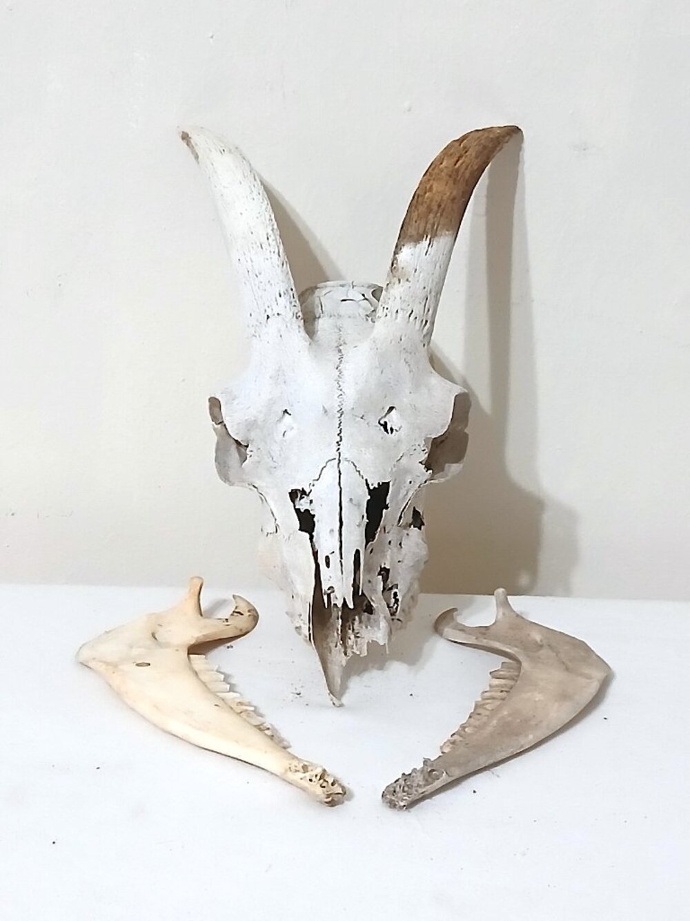 Real Goat Skull Horns Taxidermy Bone Oddity Decor Painted White 11” Natural